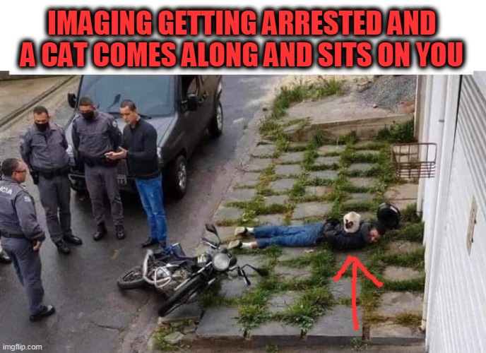 cat | IMAGING GETTING ARRESTED AND A CAT COMES ALONG AND SITS ON YOU | image tagged in cats,arrested | made w/ Imgflip meme maker