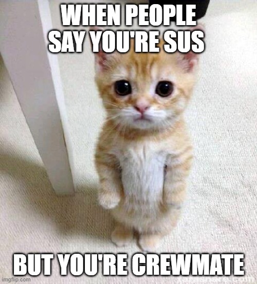 among us | WHEN PEOPLE SAY YOU'RE SUS; BUT YOU'RE CREWMATE | image tagged in memes,cute cat | made w/ Imgflip meme maker