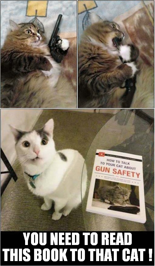 Gun Safety For Cats ! | YOU NEED TO READ THIS BOOK TO THAT CAT ! | image tagged in cats,gun safety,gun to mouth cat,book | made w/ Imgflip meme maker