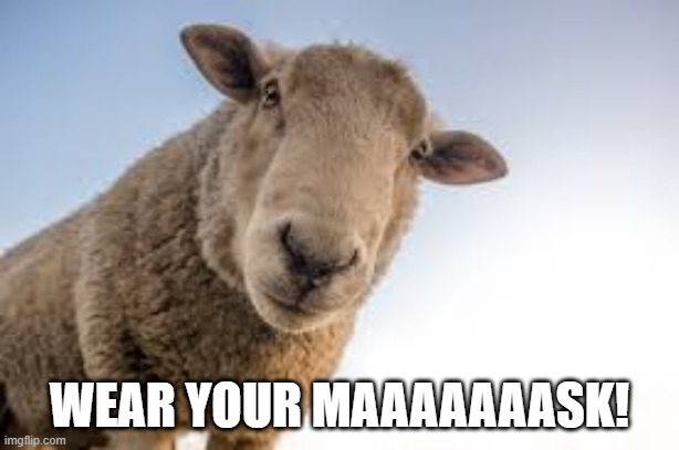 wear your mask! |  WEAR YOUR MAAAAAAASK! | image tagged in mask,sheep,covid | made w/ Imgflip meme maker