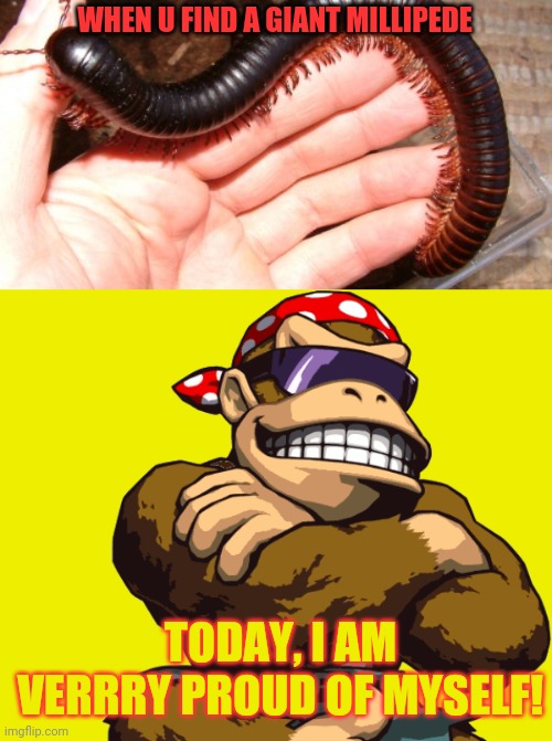 Giant millipedes! | WHEN U FIND A GIANT MILLIPEDE; TODAY, I AM VERRRY PROUD OF MYSELF! | image tagged in surlykong,giant,bugs,proud | made w/ Imgflip meme maker