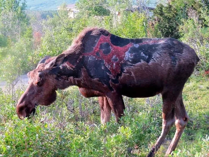 High Quality lightning moose Blank Meme Template