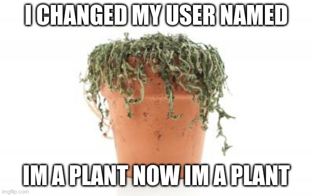 I changed my name my code name is "Spedposter" | I CHANGED MY USER NAMED; IM A PLANT NOW IM A PLANT | image tagged in dead plant | made w/ Imgflip meme maker