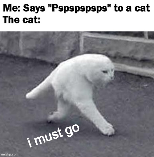 psst cat