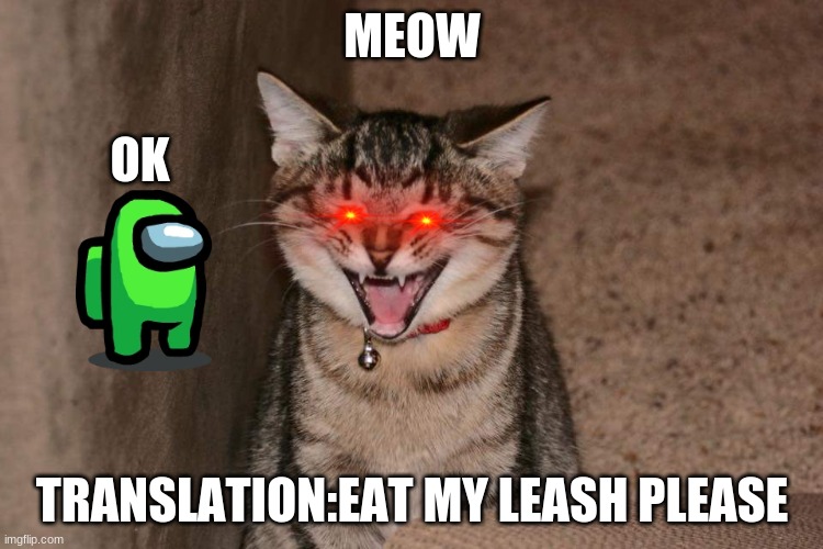 Lol cat | MEOW; OK; TRANSLATION:EAT MY LEASH PLEASE | image tagged in lol cat,me in 2020,red eyes,meow,bye now | made w/ Imgflip meme maker