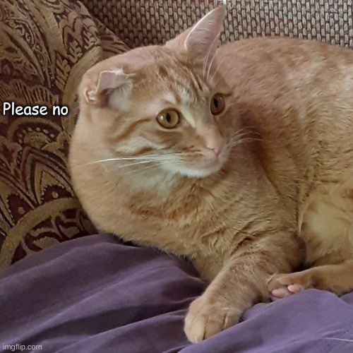 Scared cat | Please no | image tagged in scared cat | made w/ Imgflip meme maker