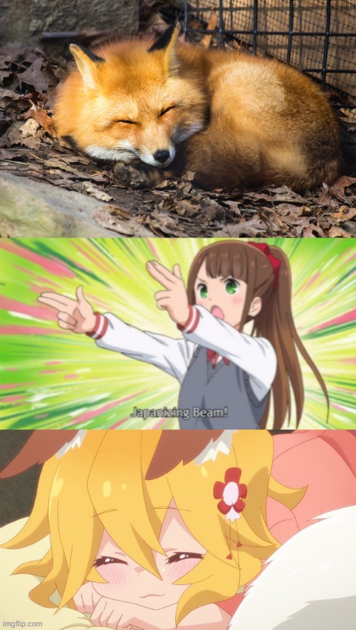 Oh it's a kitsune now | image tagged in japanizing beam,bruh,memes,anime,animeme,funny | made w/ Imgflip meme maker