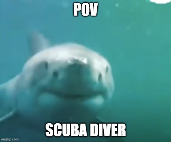 POV; SCUBA DIVER | image tagged in scuba diving,shark,ocean | made w/ Imgflip meme maker