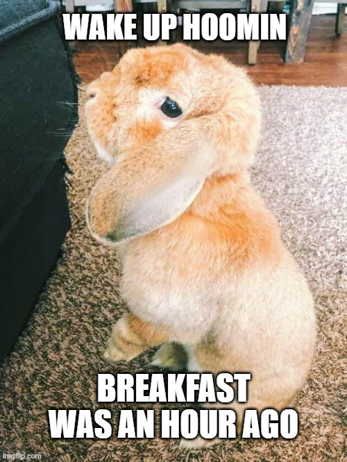 Bunny | WAKE UP HOOMIN; BREAKFAST WAS AN HOUR AGO | image tagged in bunny,rabbit,daylight savings time | made w/ Imgflip meme maker
