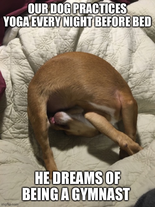 Doggie gymnast | OUR DOG PRACTICES YOGA EVERY NIGHT BEFORE BED; HE DREAMS OF BEING A GYMNAST | image tagged in gymnast,yoga,puppy,memes | made w/ Imgflip meme maker