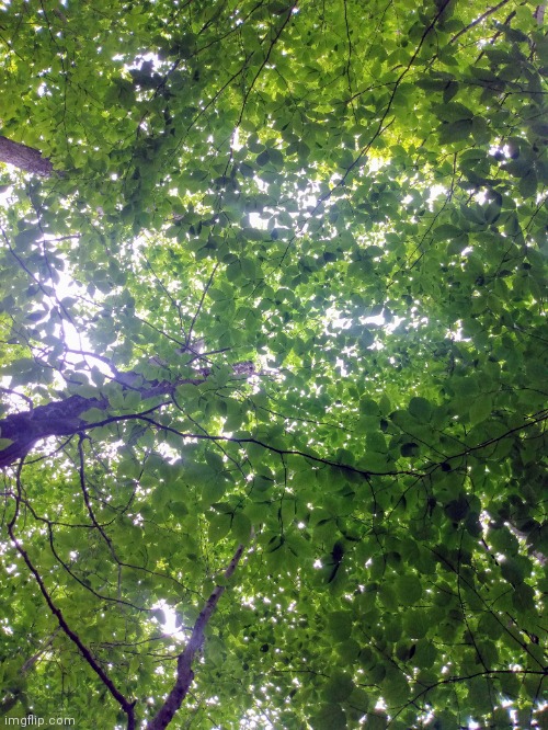 Tree canopy | image tagged in photo | made w/ Imgflip meme maker