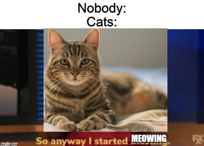Nobody:
Cats:; MEOWING | image tagged in so anyway i started blasting,memes,cats | made w/ Imgflip meme maker