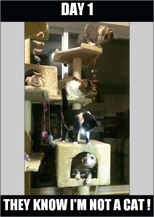 Suspicious Cats | DAY 1; THEY KNOW I'M NOT A CAT ! | image tagged in cats,suspicious,dog | made w/ Imgflip meme maker