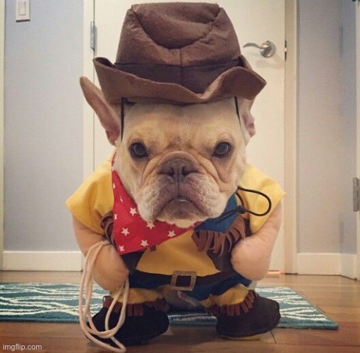Thank you for taking the time to stop and look at this title, now here is sheriff dogo | image tagged in cute puppies,dog | made w/ Imgflip meme maker