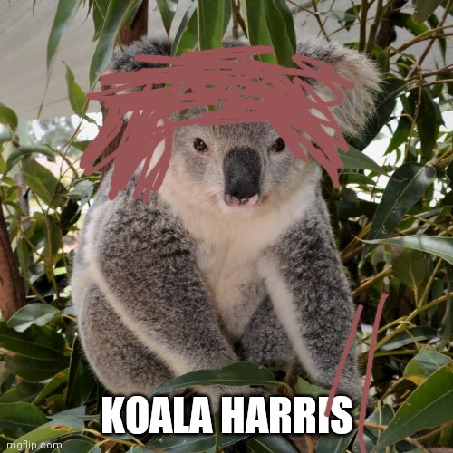 KOALA HARRIS | image tagged in funny,memes | made w/ Imgflip meme maker