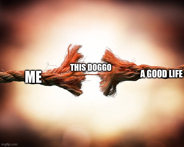 Forgiven but never trusted | A GOOD LIFE ME THIS DOGGO | image tagged in forgiven but never trusted | made w/ Imgflip meme maker