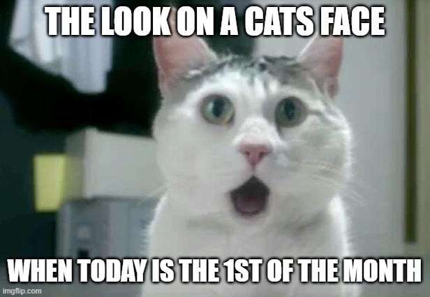 OMG Cat | THE LOOK ON A CATS FACE; WHEN TODAY IS THE 1ST OF THE MONTH | image tagged in memes,omg cat | made w/ Imgflip meme maker