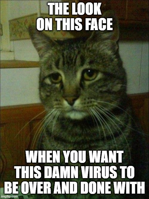 Depressed Cat Meme | THE LOOK ON THIS FACE; WHEN YOU WANT THIS DAMN VIRUS TO BE OVER AND DONE WITH | image tagged in memes,depressed cat | made w/ Imgflip meme maker