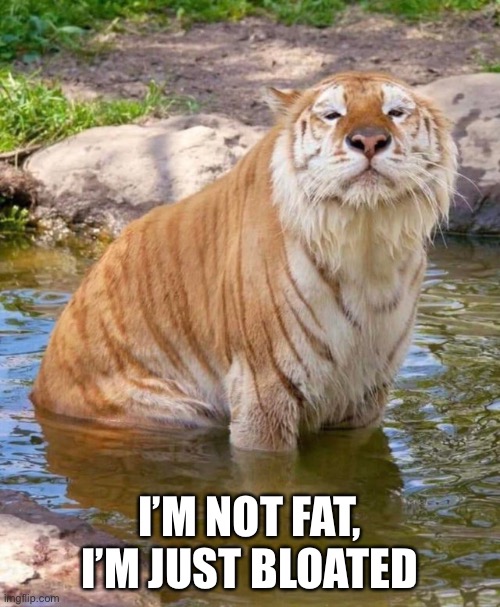 Chonky  Tiger | I’M NOT FAT, I’M JUST BLOATED | image tagged in funny memes,funny cat memes,funny cats | made w/ Imgflip meme maker