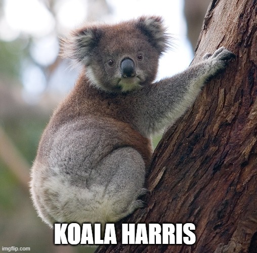 harris | KOALA HARRIS | image tagged in vote trump | made w/ Imgflip meme maker