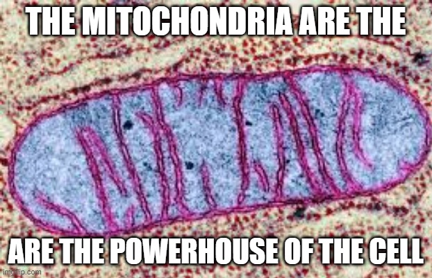 It's true! | THE MITOCHONDRIA ARE THE; ARE THE POWERHOUSE OF THE CELL | image tagged in mitochondria | made w/ Imgflip meme maker