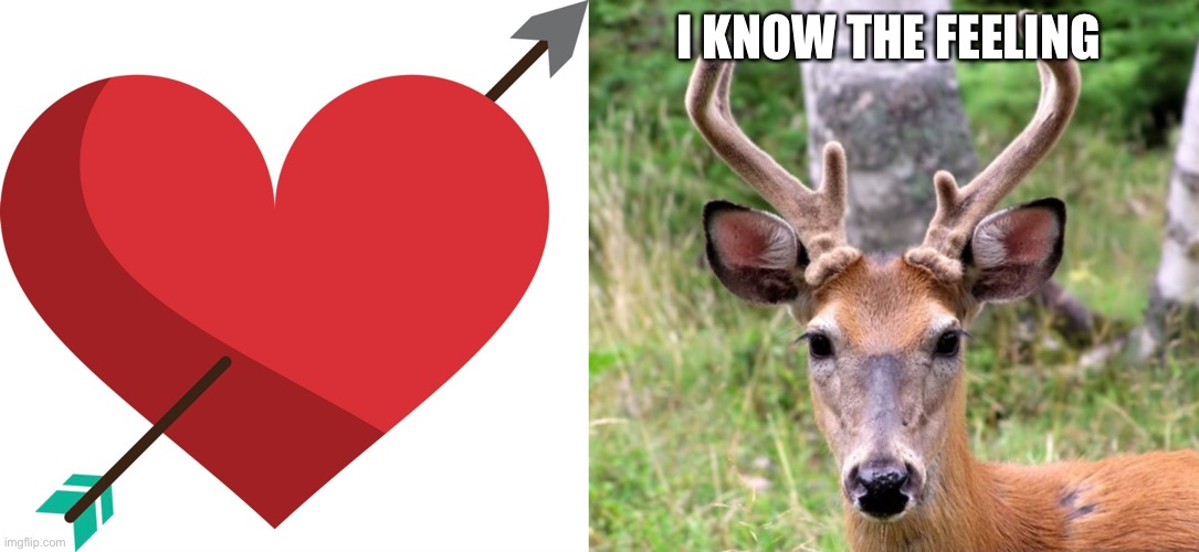 It hurts | I KNOW THE FEELING | image tagged in deer | made w/ Imgflip meme maker