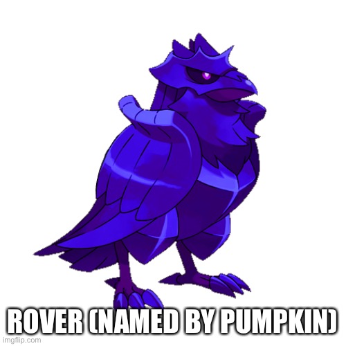 ROVER (NAMED BY PUMPKIN) | made w/ Imgflip meme maker