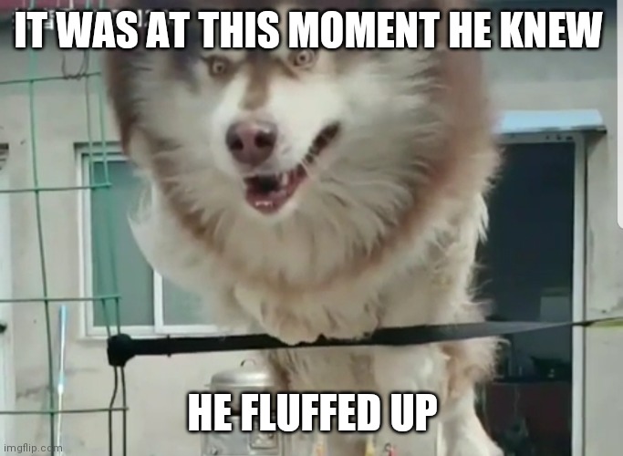 Dog Realization | IT WAS AT THIS MOMENT HE KNEW; HE FLUFFED UP | image tagged in funny memes,dogs | made w/ Imgflip meme maker