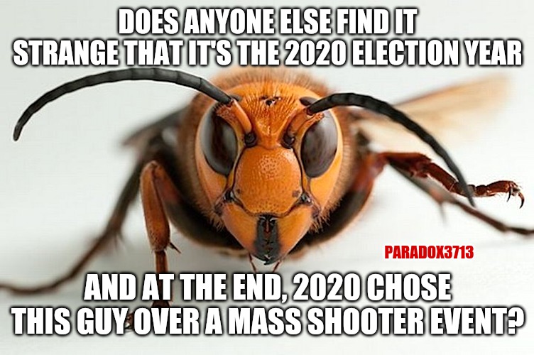 THINGS THAT MAKE YOU GO...HMMM? | DOES ANYONE ELSE FIND IT STRANGE THAT IT'S THE 2020 ELECTION YEAR; PARADOX3713; AND AT THE END, 2020 CHOSE THIS GUY OVER A MASS SHOOTER EVENT? | image tagged in memes,politics,joe biden,murder hornet,election 2020,donald trump | made w/ Imgflip meme maker