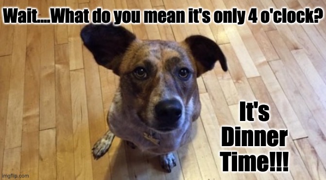 Dogs & the End of Daylight Savings | Wait....What do you mean it's only 4 o'clock? It's Dinner Time!!! | image tagged in dogs,dinner,daylight savings,feed me | made w/ Imgflip meme maker