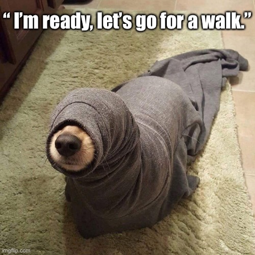 Chilly Day | “ I’m ready, let’s go for a walk.” | image tagged in funny memes,funny dog memes,funny,dogs | made w/ Imgflip meme maker