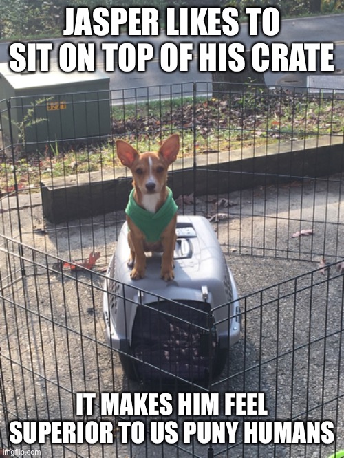 Jasper is superior | JASPER LIKES TO SIT ON TOP OF HIS CRATE; IT MAKES HIM FEEL SUPERIOR TO US PUNY HUMANS | image tagged in dog,cute puppy,puppy | made w/ Imgflip meme maker