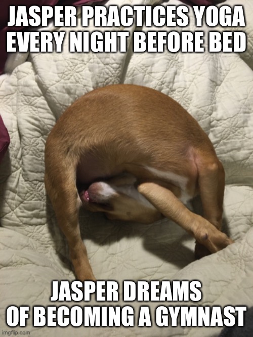 Jasper the gymnast | JASPER PRACTICES YOGA EVERY NIGHT BEFORE BED; JASPER DREAMS OF BECOMING A GYMNAST | image tagged in gymnast,doggo,funny dogs,cute dog,cute puppy,puppy | made w/ Imgflip meme maker