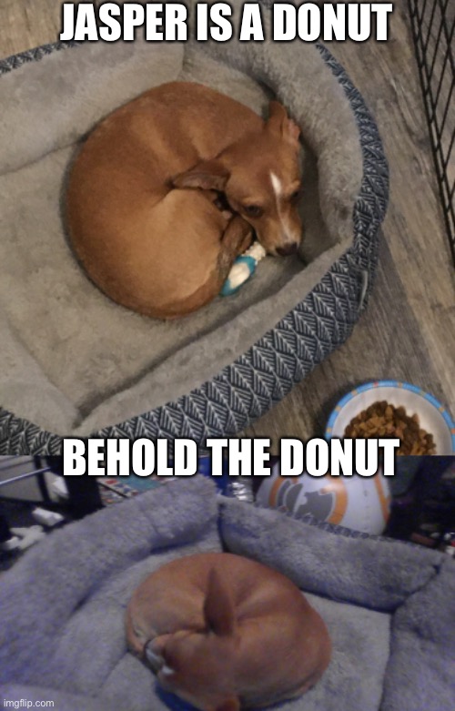 Jasper is a donut | JASPER IS A DONUT; BEHOLD THE DONUT | image tagged in donut,doggie,cute puppy,puppy,dog,funny dog | made w/ Imgflip meme maker