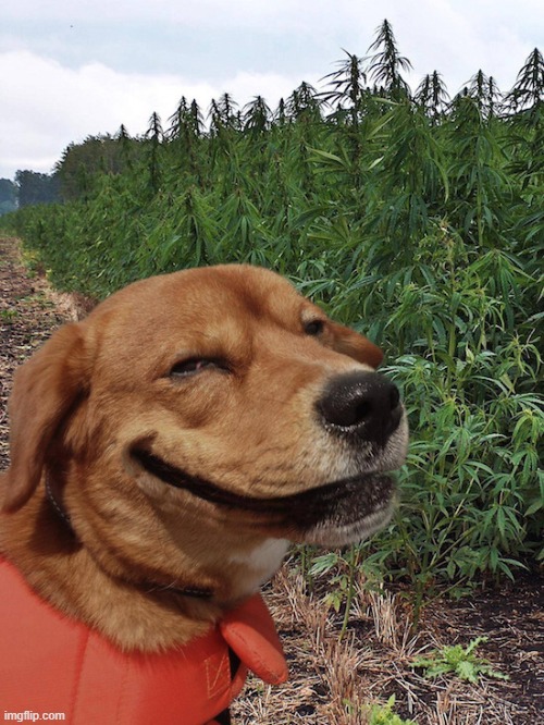 Weed doggo | image tagged in weed doggo | made w/ Imgflip meme maker