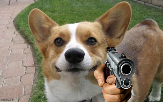 revenge corgi | image tagged in revenge corgi | made w/ Imgflip meme maker