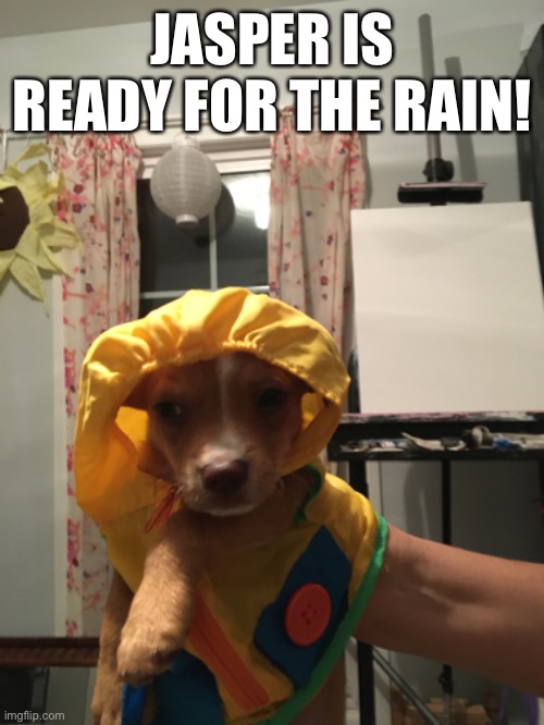 Jasper loves his raincoat | JASPER IS READY FOR THE RAIN! | image tagged in rain,dog,cute dog,cute puppy | made w/ Imgflip meme maker