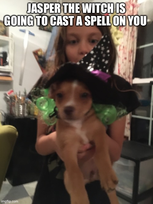 Upvote and Jasper the witch will cast a protection spell over you | JASPER THE WITCH IS GOING TO CAST A SPELL ON YOU | image tagged in dog,spell,witch,cute puppy | made w/ Imgflip meme maker
