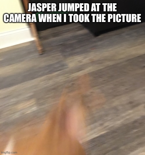 JASPER JUMPED AT THE CAMERA WHEN I TOOK THE PICTURE | image tagged in cute puppy,doggo | made w/ Imgflip meme maker