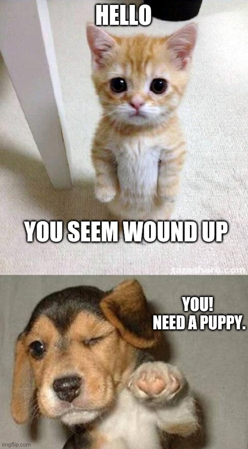 HELLO; YOU SEEM WOUND UP; YOU!  NEED A PUPPY. | image tagged in memes,cute cat,winking dog | made w/ Imgflip meme maker