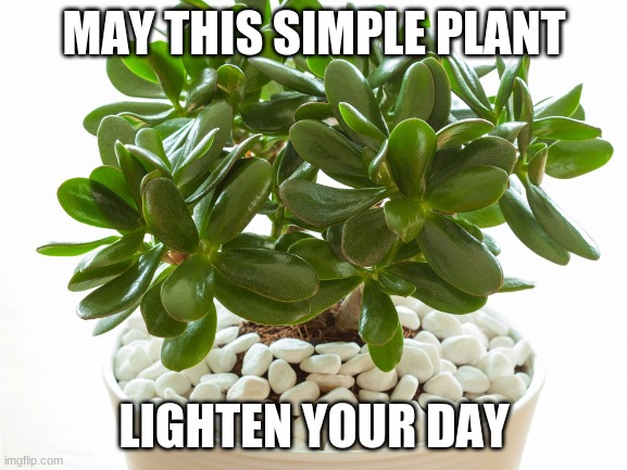 Please feel not horrible :3 | MAY THIS SIMPLE PLANT; LIGHTEN YOUR DAY | image tagged in plant | made w/ Imgflip meme maker