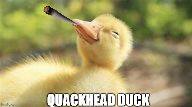 DuCk GaNg | QUACKHEAD DUCK | made w/ Imgflip meme maker