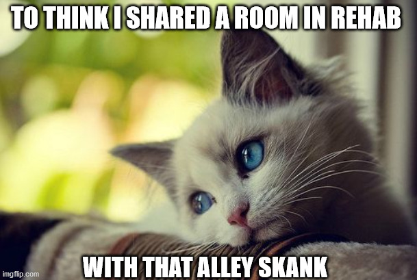 First World Problems Cat | TO THINK I SHARED A ROOM IN REHAB; WITH THAT ALLEY SKANK | image tagged in memes,first world problems cat | made w/ Imgflip meme maker