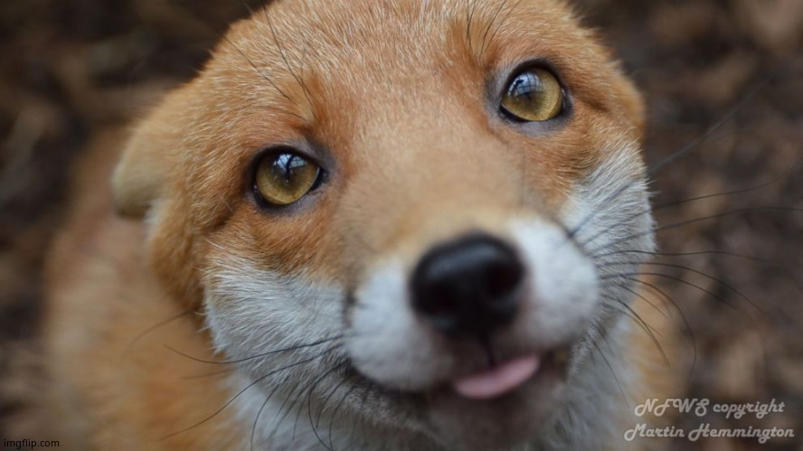 Cute fox | image tagged in cute fox | made w/ Imgflip meme maker