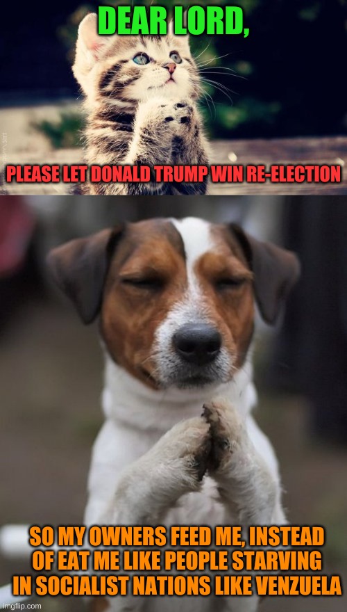 Before Socialist dictator Hugo Chavez made Venezuela perfect, they had the #2 per capita economy in the world. | DEAR LORD, PLEASE LET DONALD TRUMP WIN RE-ELECTION; SO MY OWNERS FEED ME, INSTEAD OF EAT ME LIKE PEOPLE STARVING IN SOCIALIST NATIONS LIKE VENZUELA | image tagged in praying cat,praying dog | made w/ Imgflip meme maker
