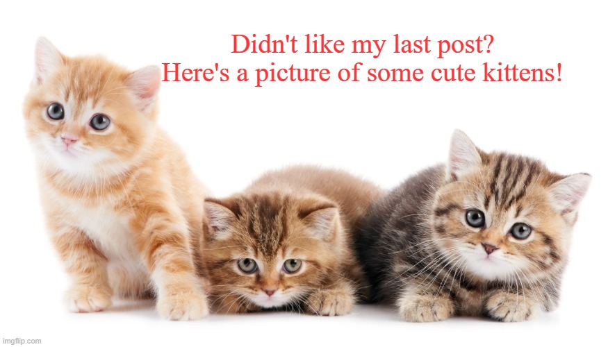 Why? Because you just can't go wrong with kittens! | Didn't like my last post?
Here's a picture of some cute kittens! | image tagged in memes,cats | made w/ Imgflip meme maker