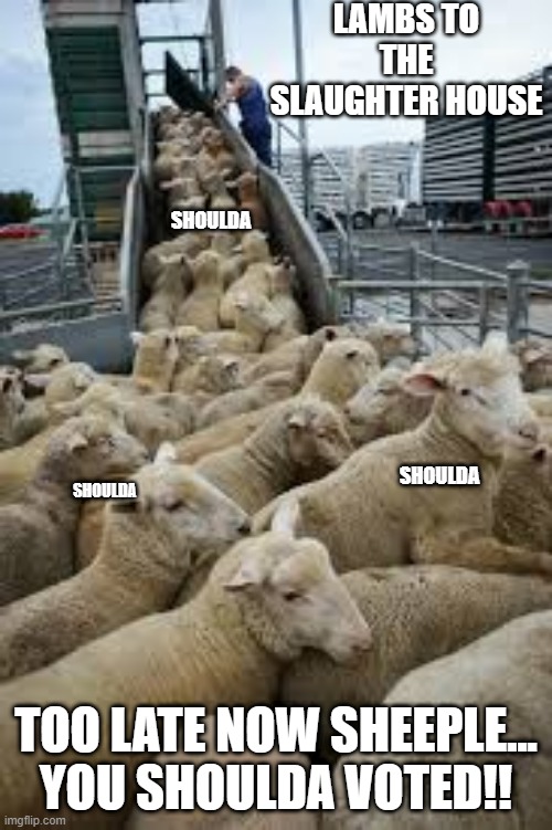 STFU if you don't VOTE! | LAMBS TO THE SLAUGHTER HOUSE; SHOULDA; SHOULDA; SHOULDA; TOO LATE NOW SHEEPLE... YOU SHOULDA VOTED!! | image tagged in vote,election,power of the people,get involved,change,democracy | made w/ Imgflip meme maker