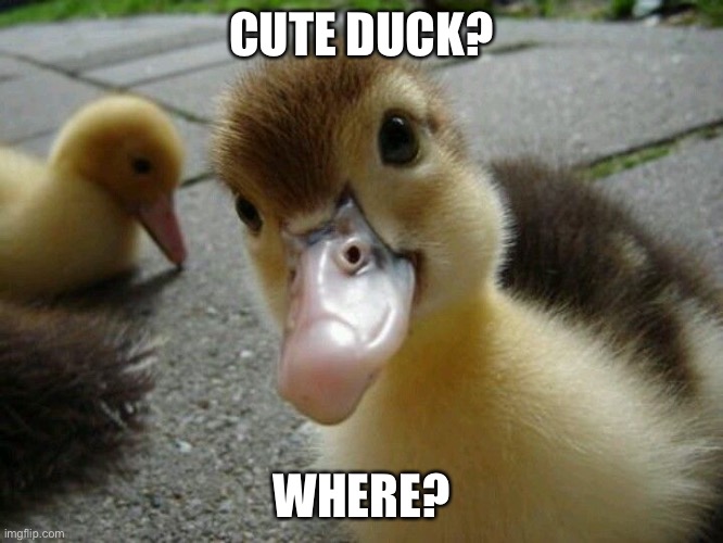 cute duckling | CUTE DUCK? WHERE? | image tagged in duck,ducks,duck face | made w/ Imgflip meme maker