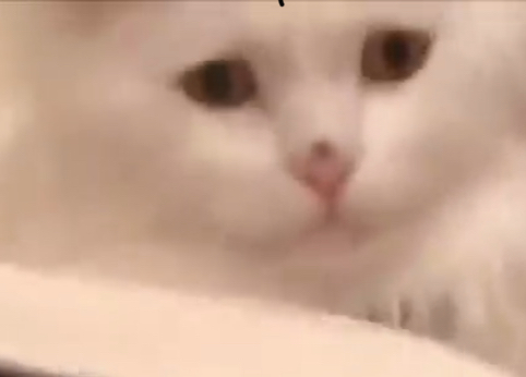 High Quality Worried Cat Blank Meme Template