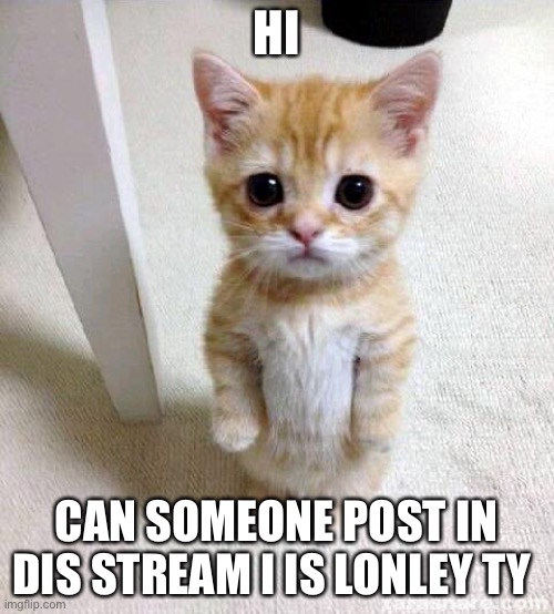 Hewo pwease share the link to dis stream someone | HI; CAN SOMEONE POST IN DIS STREAM I IS LONLEY TY | image tagged in memes,cute cat | made w/ Imgflip meme maker